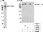 DNA-PKcs Antibody in Western Blot (WB)