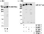 DNA-PKcs Antibody in Western Blot (WB)