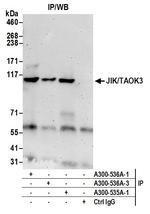 JIK/TAOK3 Antibody in Immunoprecipitation (IP)