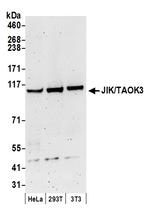 JIK/TAOK3 Antibody in Western Blot (WB)