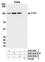 CTCF Antibody in Immunoprecipitation (IP)