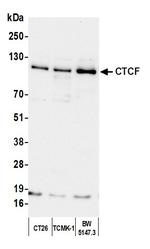 CTCF Antibody in Western Blot (WB)