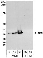 NMI Antibody in Western Blot (WB)