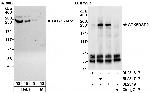 CDK5RAP2 Antibody in Western Blot (WB)