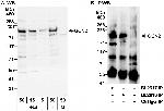 GCN2 Antibody in Western Blot (WB)