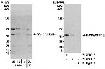 MST3/STK24 Antibody in Western Blot (WB)