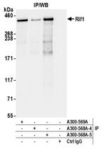 RIF1 Antibody in Immunoprecipitation (IP)