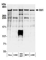 RIF1 Antibody in Western Blot (WB)