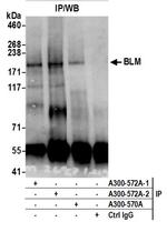 BLM Antibody in Immunoprecipitation (IP)