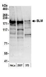 BLM Antibody in Western Blot (WB)