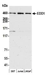 EDD1 Antibody in Western Blot (WB)