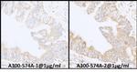 INPPL1/SHIP2 Antibody in Immunohistochemistry (Paraffin) (IHC (P))