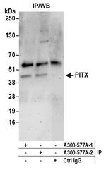 PITX1 Antibody in Immunoprecipitation (IP)