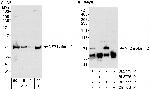 NF2 Antibody in Western Blot (WB)