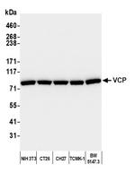 VCP Antibody in Western Blot (WB)