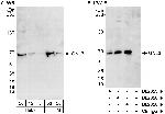 GNL3 Antibody in Western Blot (WB)