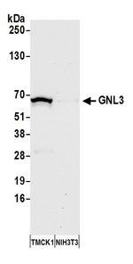 GNL3 Antibody in Western Blot (WB)