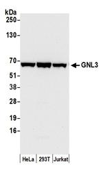 GNL3 Antibody in Western Blot (WB)