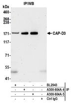 CAP-D3 Antibody in Immunoprecipitation (IP)