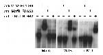 MafA Antibody in Gel Shift (GS)