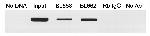 MafA Antibody in Immunoprecipitation (IP)