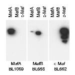 MafA Antibody in Western Blot (WB)