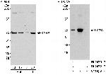 KARS Antibody in Western Blot (WB)