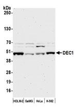 DEC1 Antibody in Western Blot (WB)