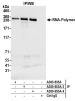 RNA Polymerase II Antibody in Immunoprecipitation (IP)