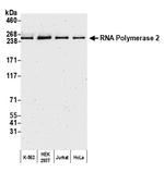 RNA Polymerase II Antibody in Western Blot (WB)