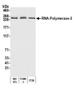 RNA Polymerase II Antibody in Western Blot (WB)