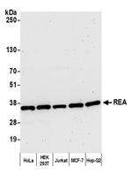 REA Antibody in Western Blot (WB)