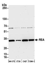 REA Antibody in Western Blot (WB)