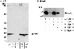 REA Antibody in Western Blot (WB)