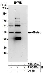 GbetaL Antibody in Immunoprecipitation (IP)