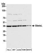 GbetaL Antibody in Western Blot (WB)