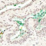 MAML3 Antibody in Immunohistochemistry (Paraffin) (IHC (P))