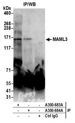 MAML3 Antibody in Immunoprecipitation (IP)