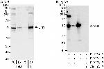 Sirt1 Antibody in Western Blot (WB)