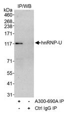 hnRNP-U Antibody in Immunoprecipitation (IP)