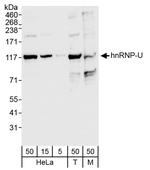 hnRNP-U Antibody in Western Blot (WB)