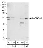 hnRNP-U Antibody in Western Blot (WB)