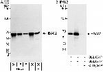 HDAC2 Antibody in Western Blot (WB)