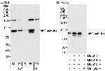 Nucleolin/NCL Antibody in Western Blot (WB)