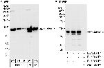 Nucleolin/NCL Antibody in Western Blot (WB)