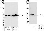 HDAC1 Antibody in Western Blot (WB)