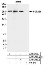 NUP214 Antibody in Immunoprecipitation (IP)