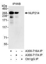 NUP214 Antibody in Immunoprecipitation (IP)