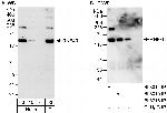 RNF40 Antibody in Western Blot (WB)