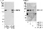 RNF40 Antibody in Western Blot (WB)